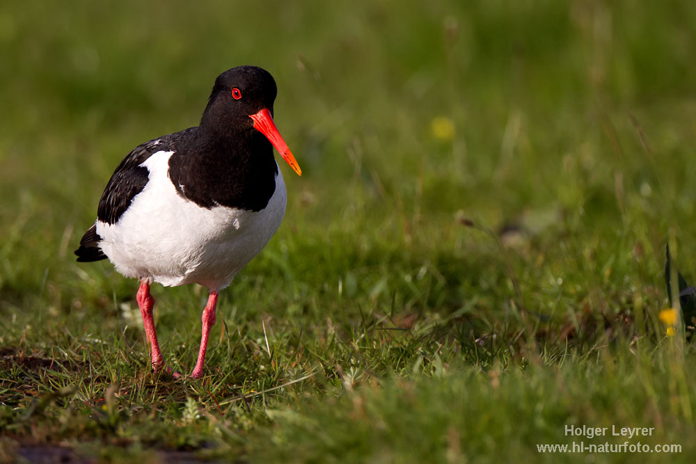 Haematopus_ostralegus_0226.jpg