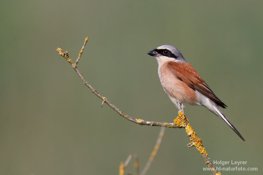 Lanius_collurio_0093.jpg