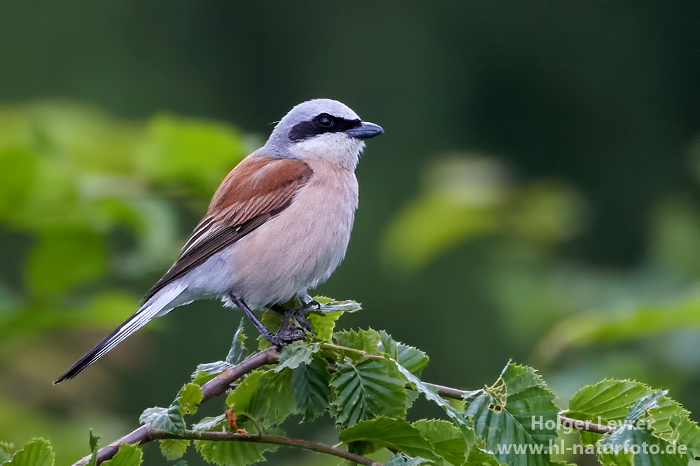 Lanius_collurio_0108.jpg