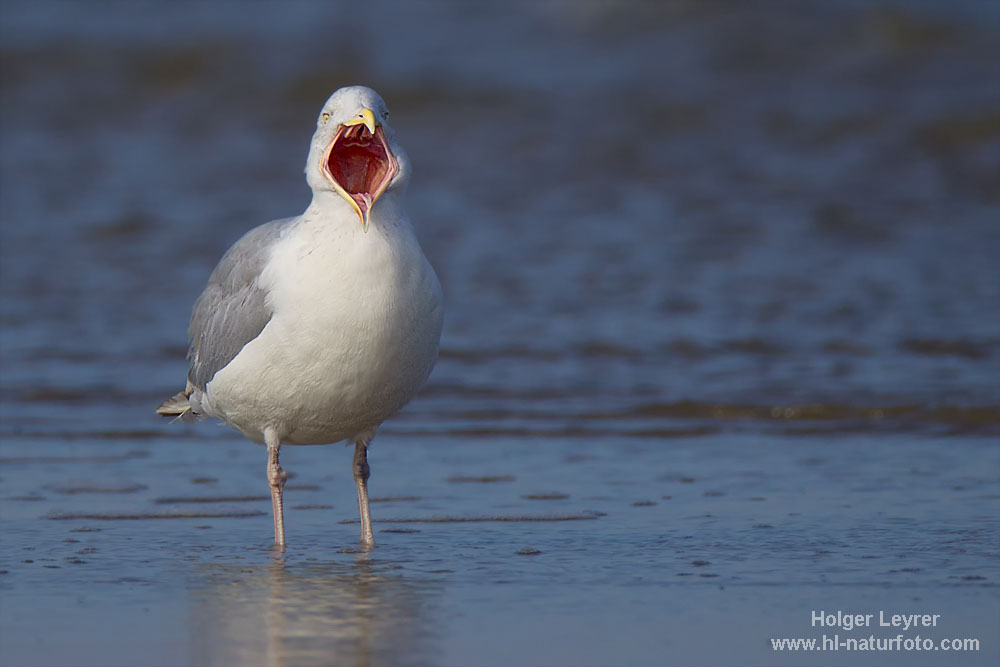 Larus_argentatus_0086.jpg