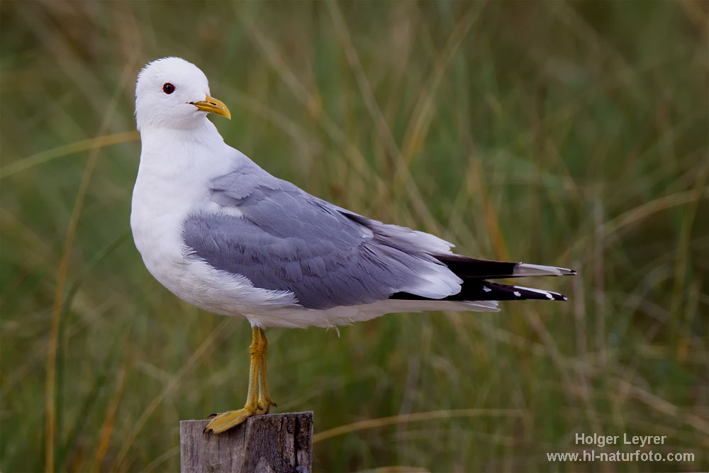 Larus_canus_0012.jpg