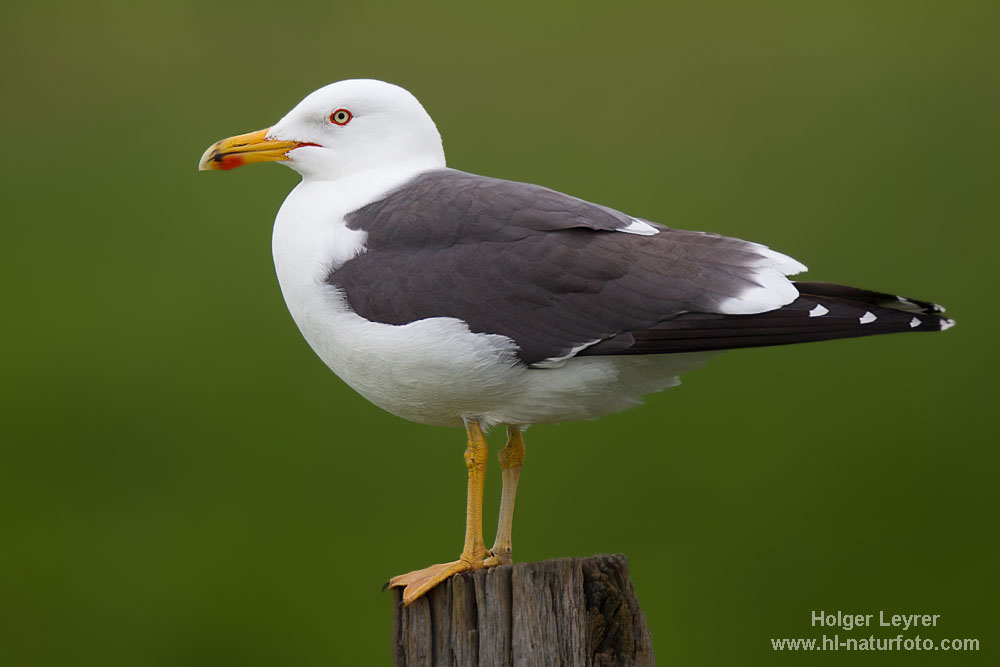 Larus_fuscus_0013.jpg