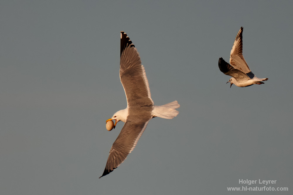 Larus_michahellis_0008.jpg