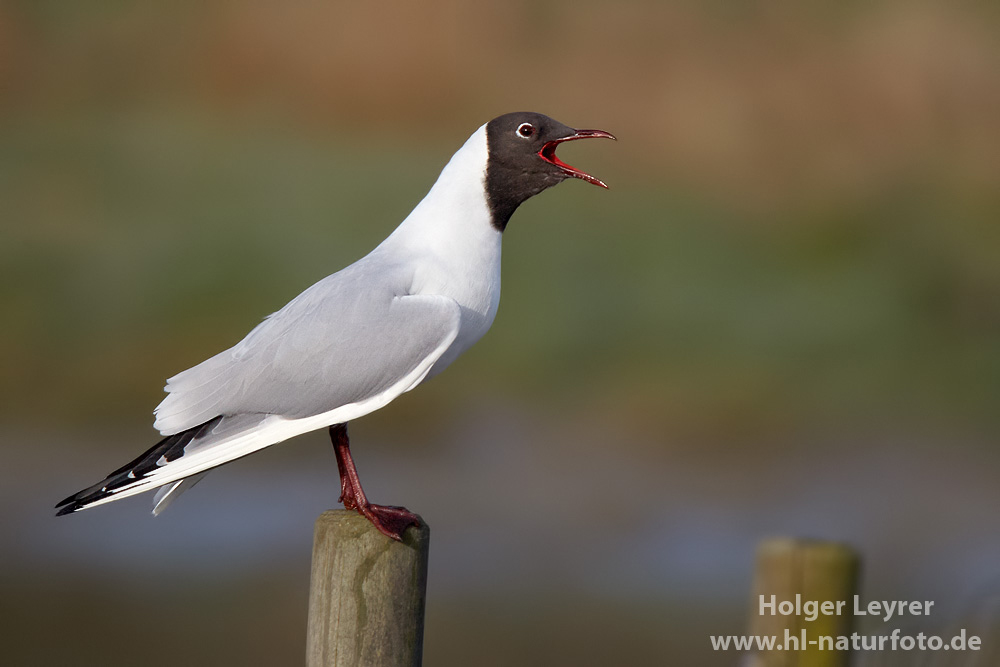 Larus_ridibundus_0203.jpg