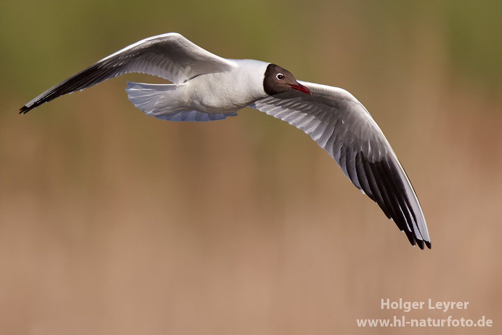 Larus_ridibundus_0274.jpg