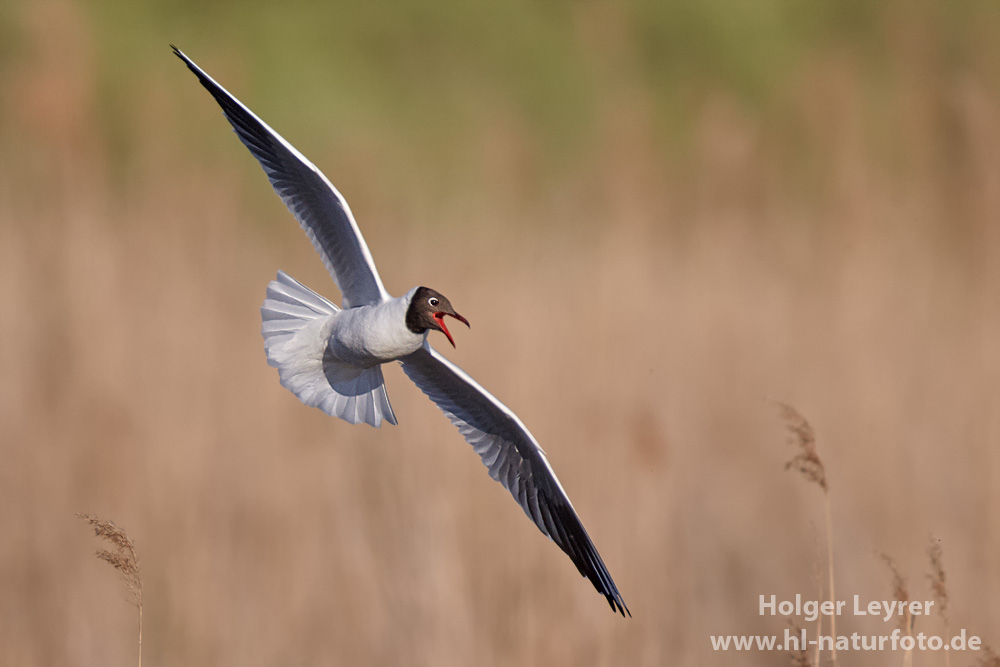 Larus_ridibundus_0280.jpg