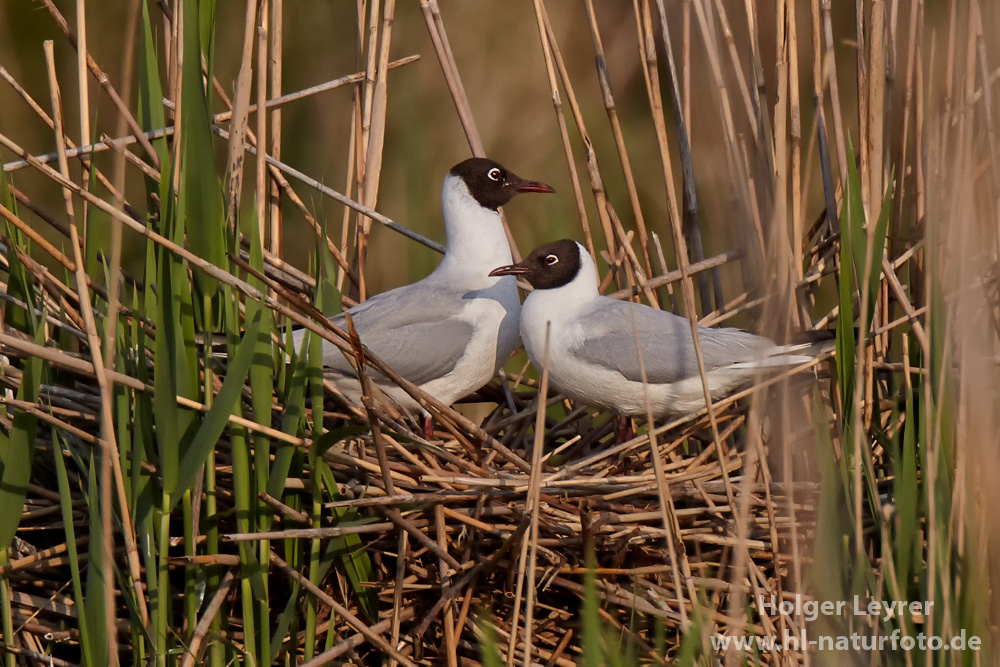 Larus_ridibundus_0296.jpg