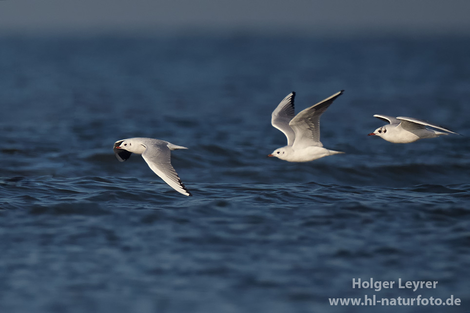 Larus_ridibundus_0307.jpg