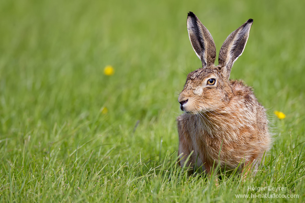 Lepus_europaeus_0010.jpg