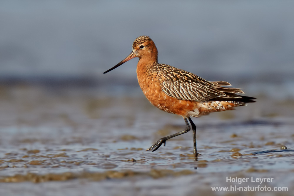 Limosa_lapponica_0184.jpg