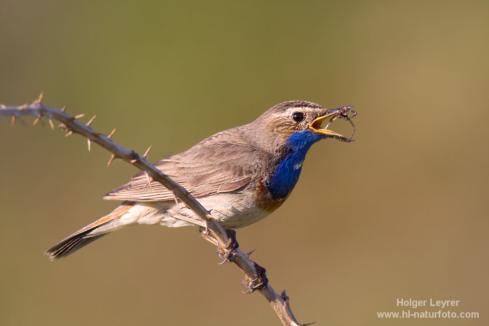 Luscinia_svecica_0769.jpg