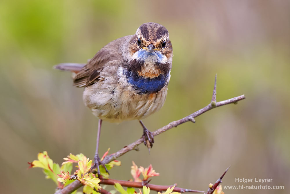 Luscinia_svecica_0808.jpg