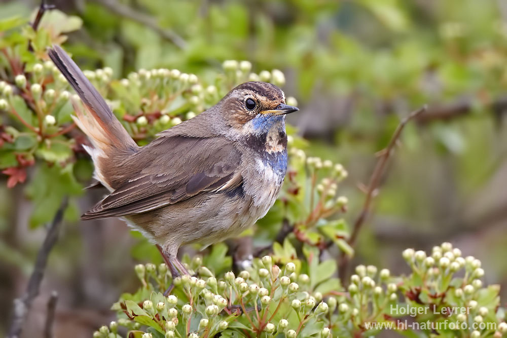 Luscinia_svecica_0817.jpg