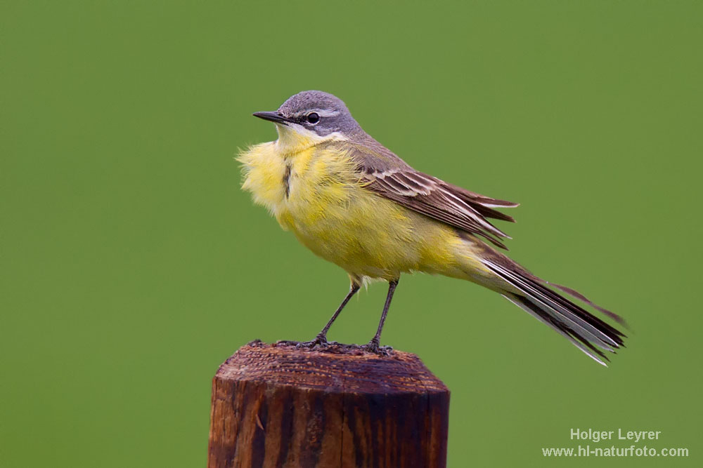 Motacilla_flava_0068.jpg