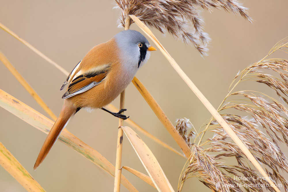 Panurus_biarmicus_0084.jpg
