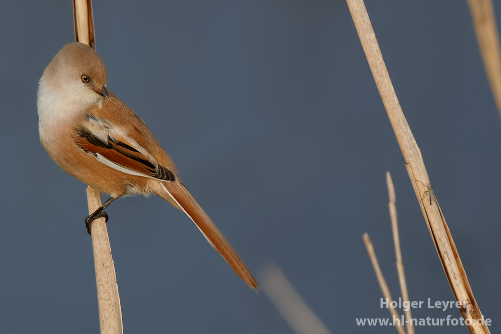 Panurus_biarmicus_0140.jpg