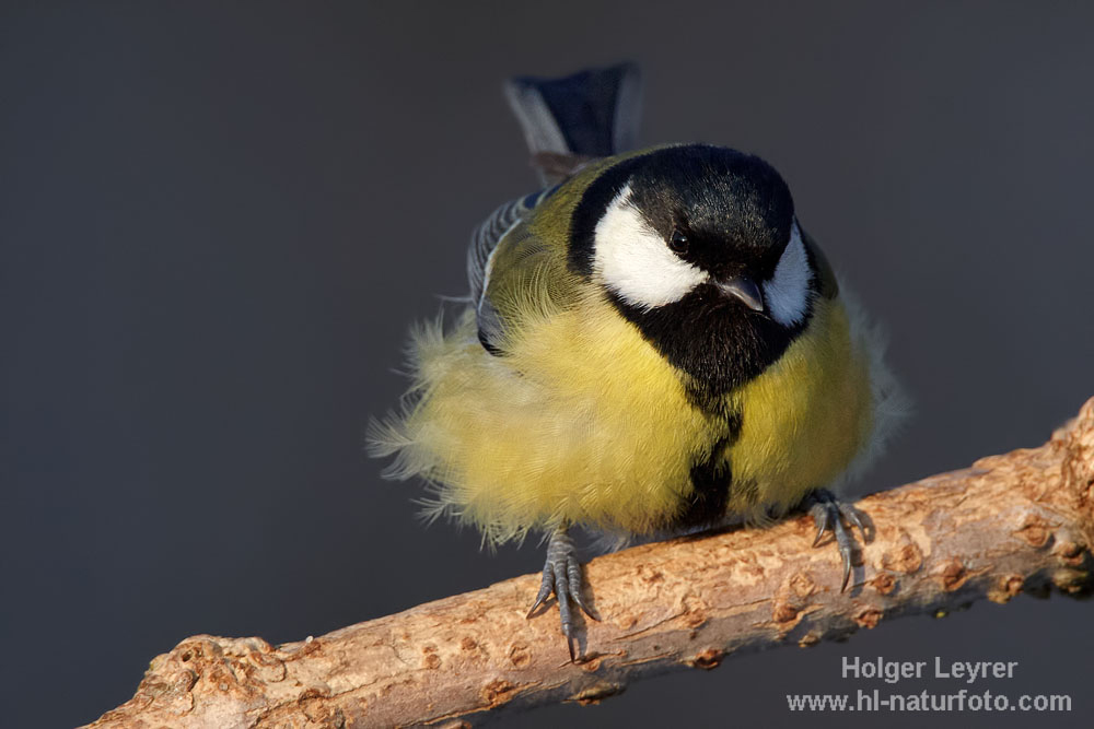 Parus_major_0208.jpg
