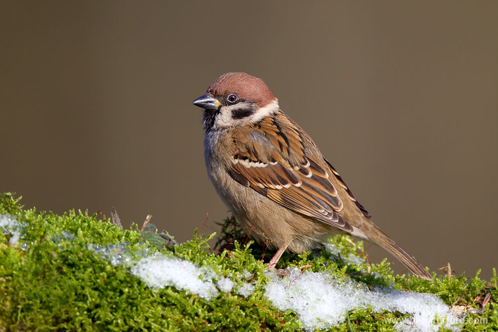 Passer_montanus_0426.jpg