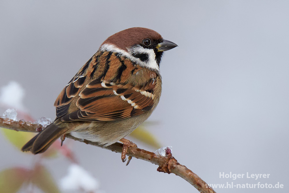 Passer_montanus_0567.jpg