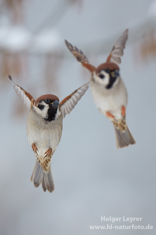 Passer_montanus_0570.jpg