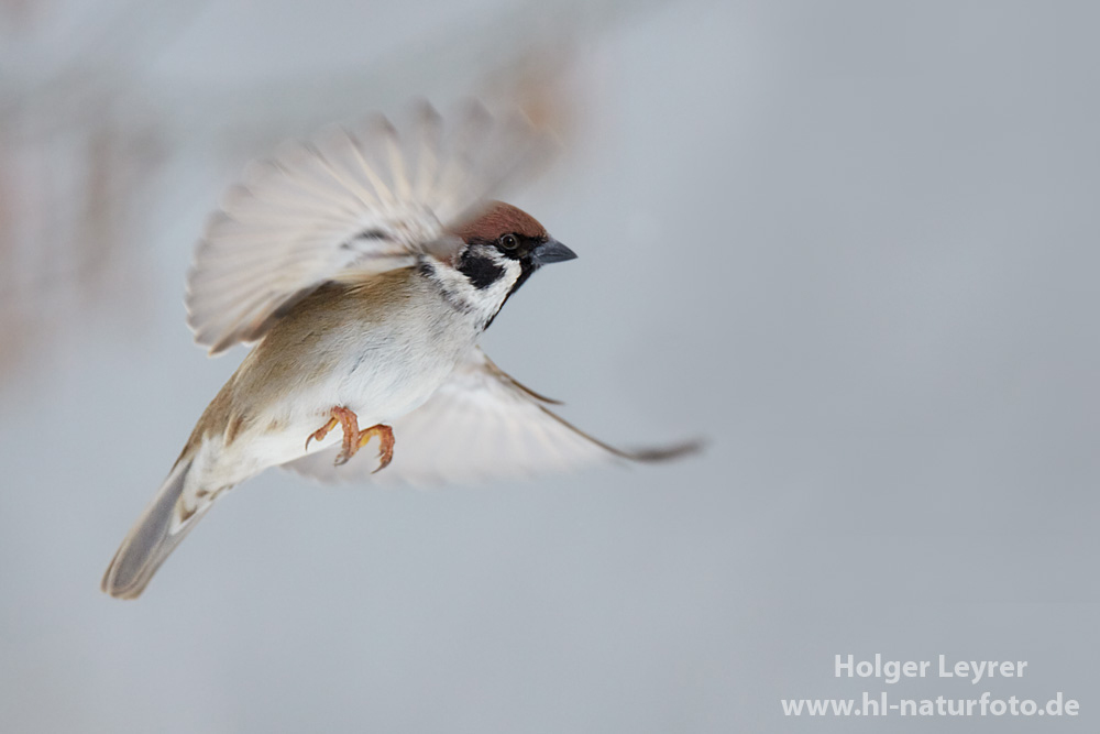 Passer_montanus_0574.jpg