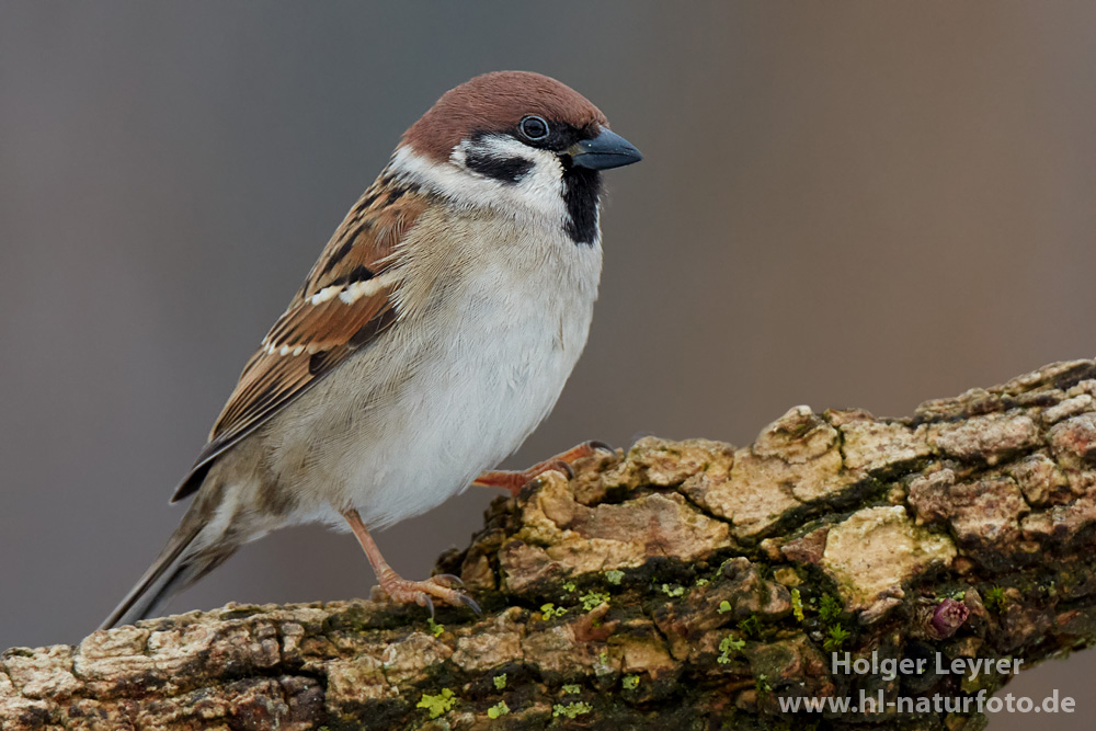 Passer_montanus_0575.jpg