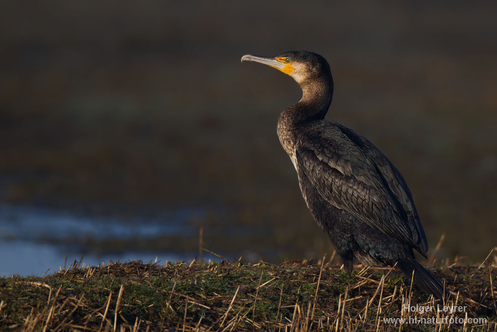 Phalacrocorax_carbo_0244.jpg