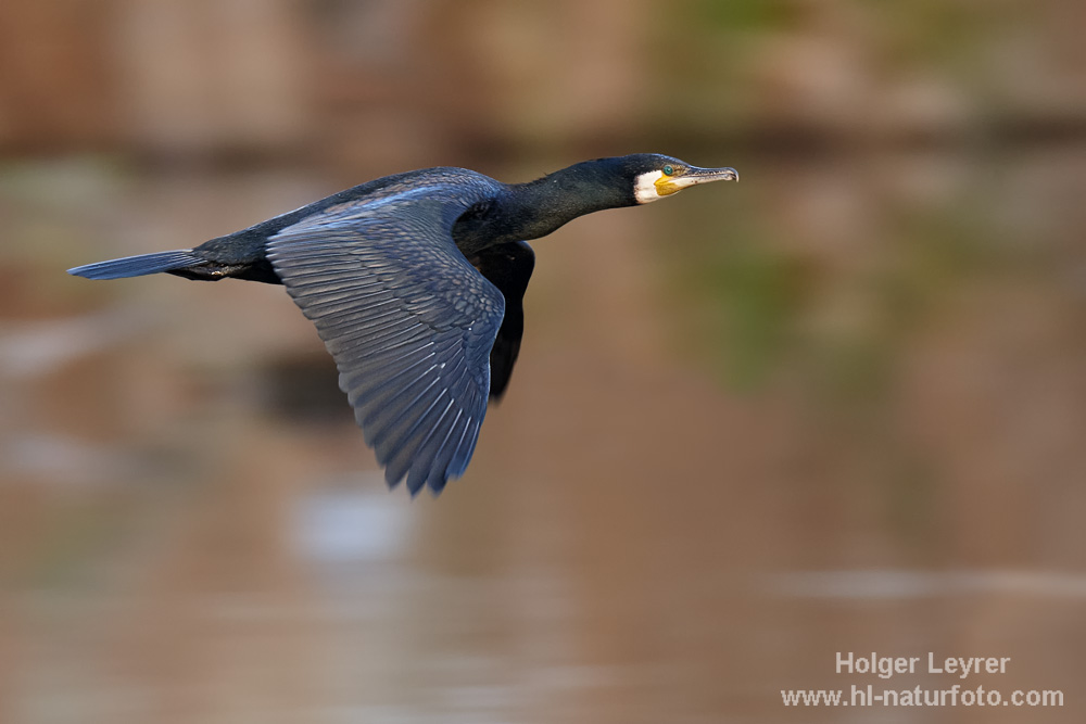 Phalacrocorax_carbo_0252.jpg