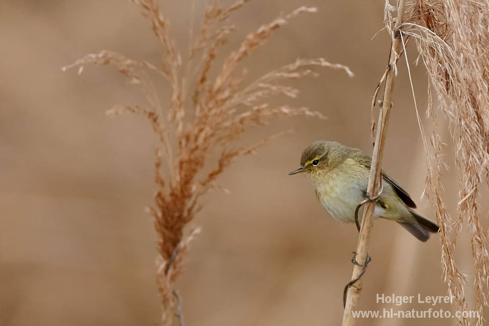 Phylloscopus_collybita_0006.jpg