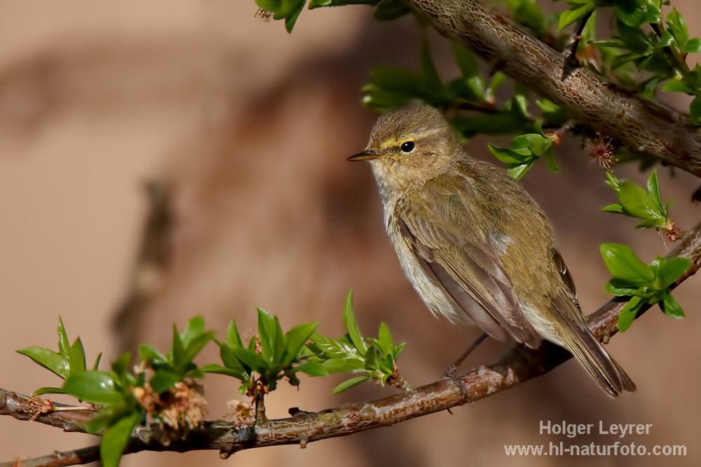 Phylloscopus_collybita_0007.jpg