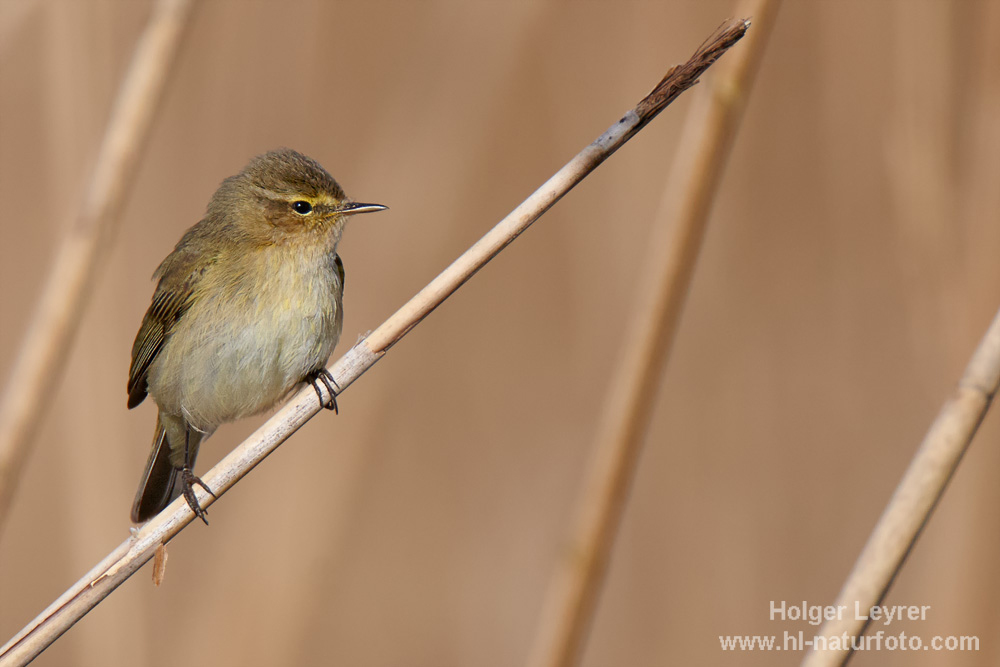 Phylloscopus_collybita_0008.jpg