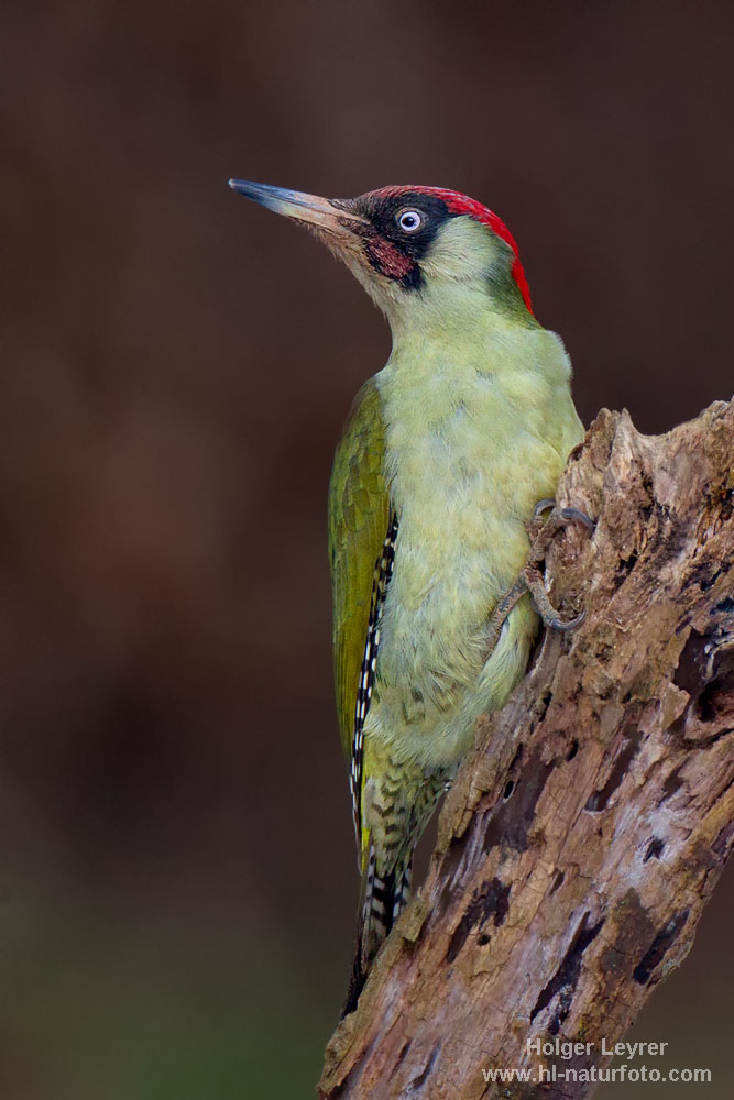 Picus_viridis_0012.jpg