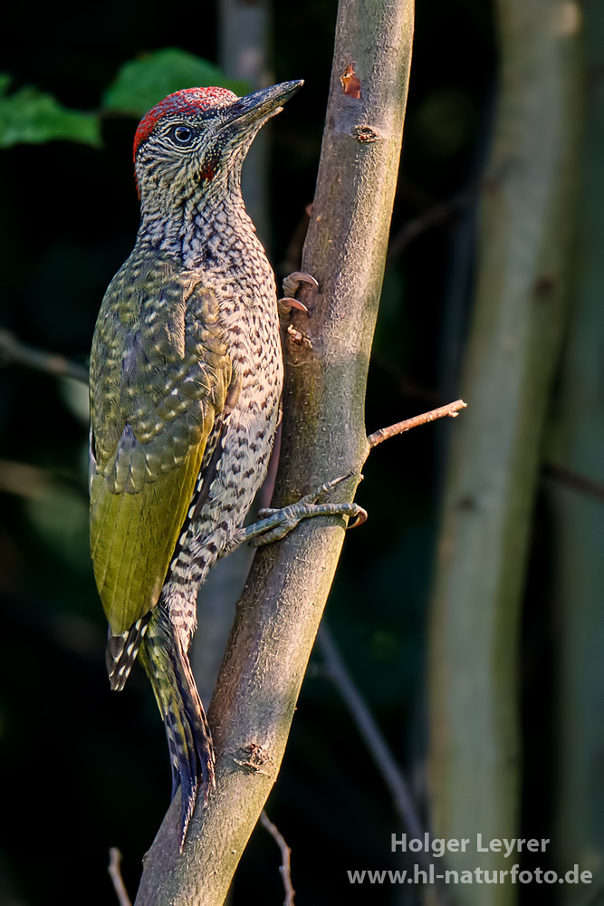 Picus_viridis_0017.jpg