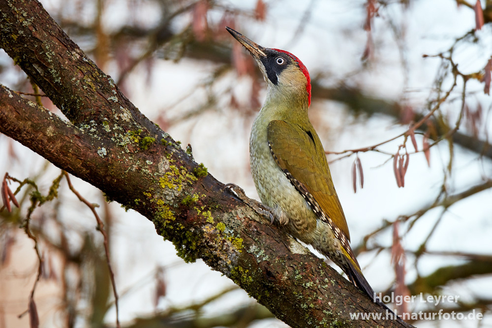 Picus_viridis_0019.jpg