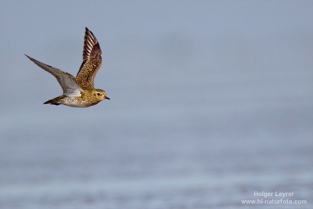 Pluvialis_apricaria_0146.jpg