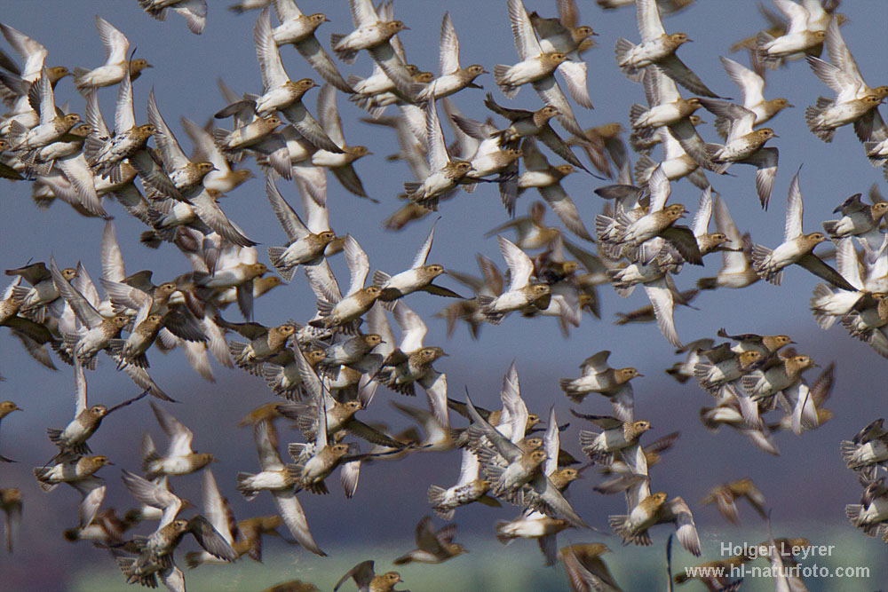 Pluvialis_apricaria_0165.jpg