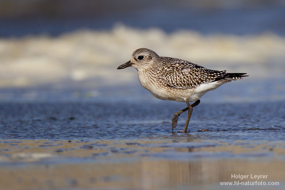 Pluvialis_squatarola_0061.jpg