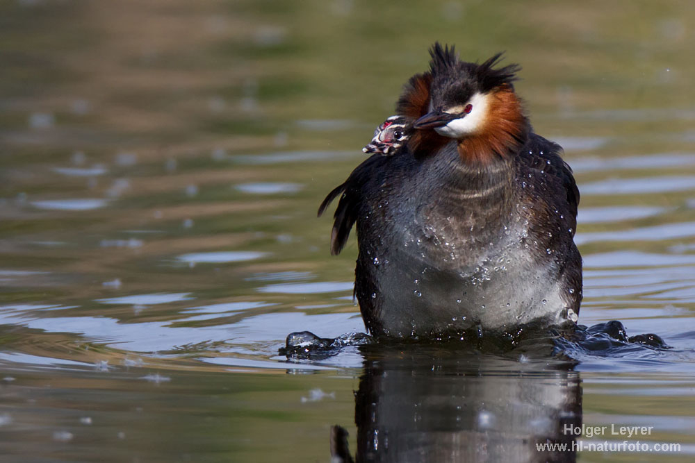 Podiceps_cristatus_0717.jpg