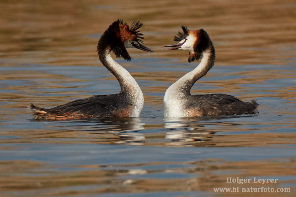 Podiceps_cristatus_0821.jpg