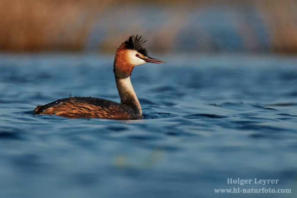 Podiceps_cristatus_0867.jpg