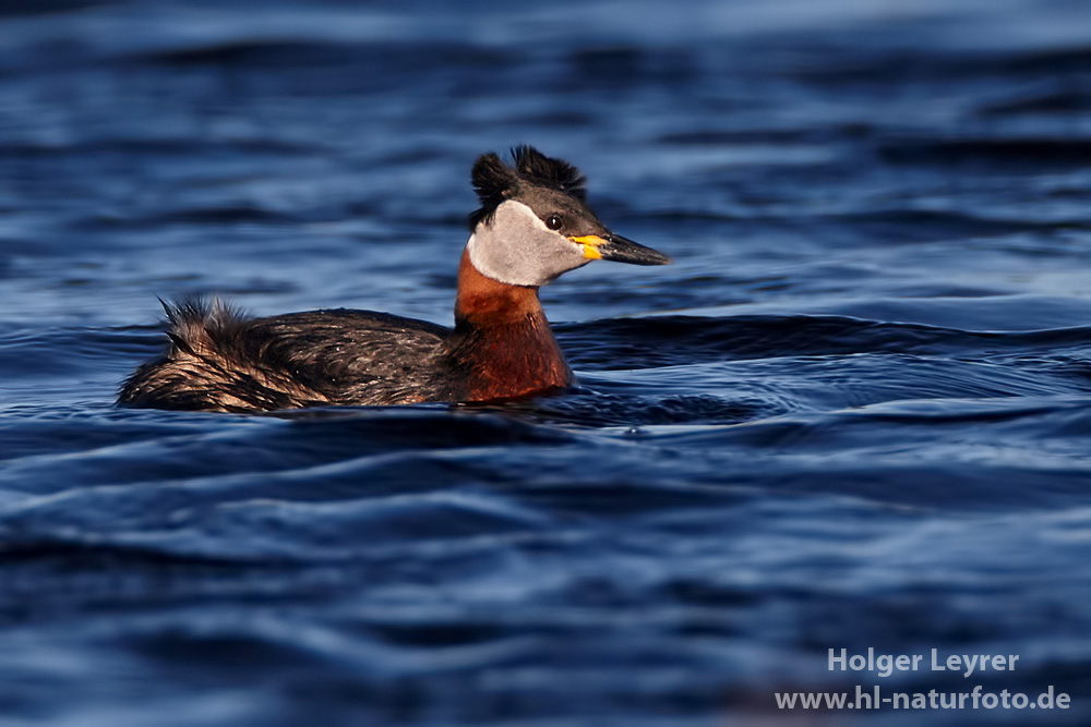 Podiceps_grisegena_0013.jpg