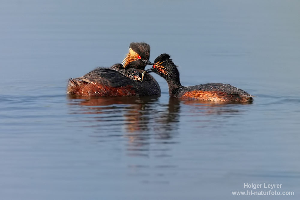 Podiceps_nigricollis_0195.jpg