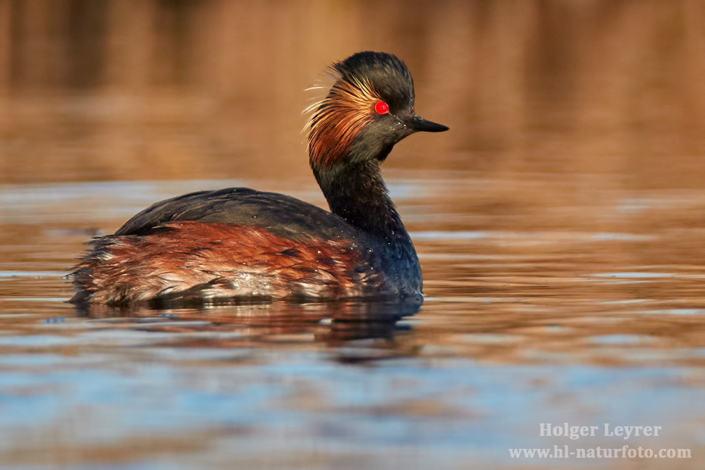 Podiceps_nigricollis_0690.jpg