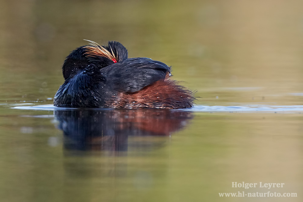 Podiceps_nigricollis_0943.jpg