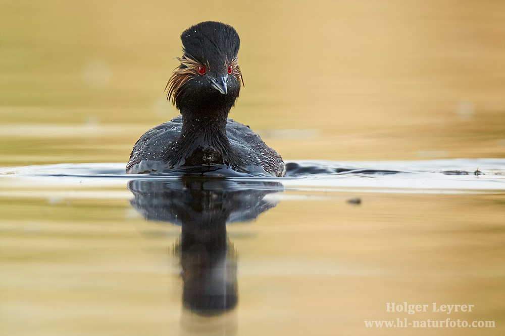 Podiceps_nigricollis_0947.jpg