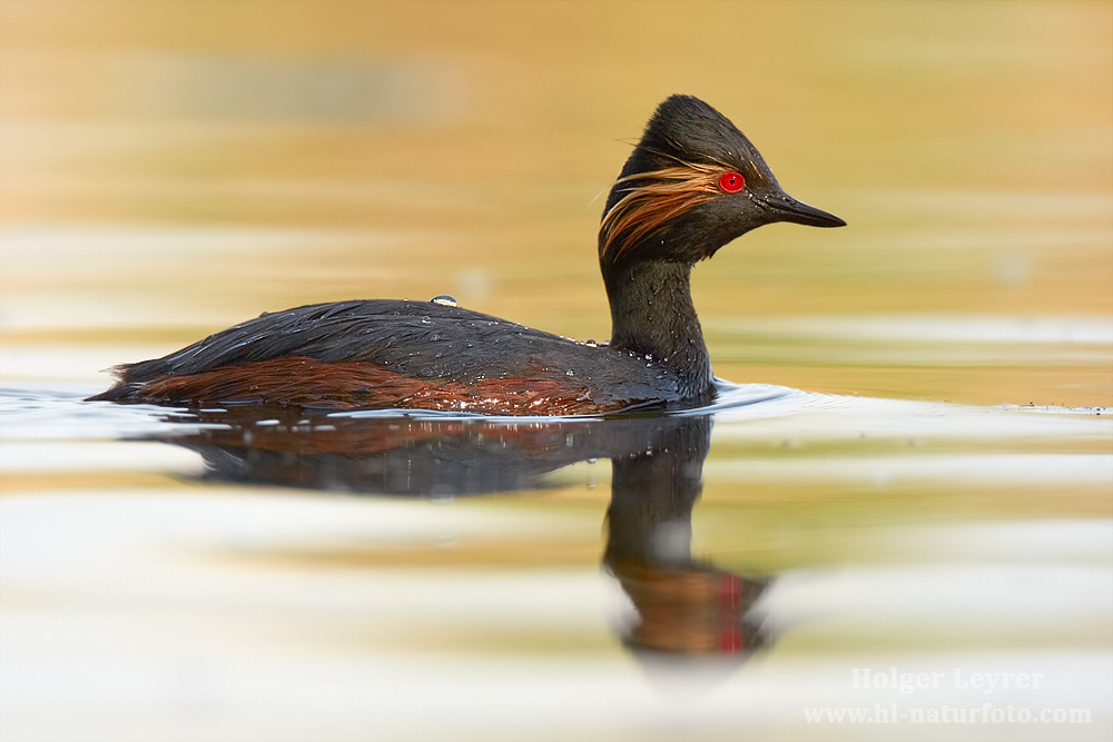 Podiceps_nigricollis_0950.jpg