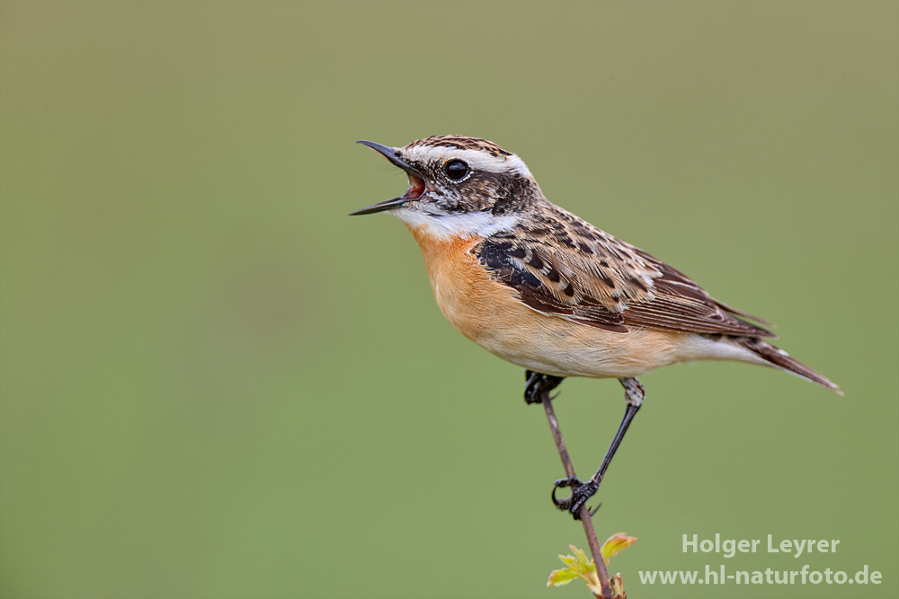 Saxicola_rubetra_0015.jpg