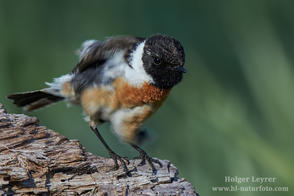 Saxicola_rubicola_0095.jpg