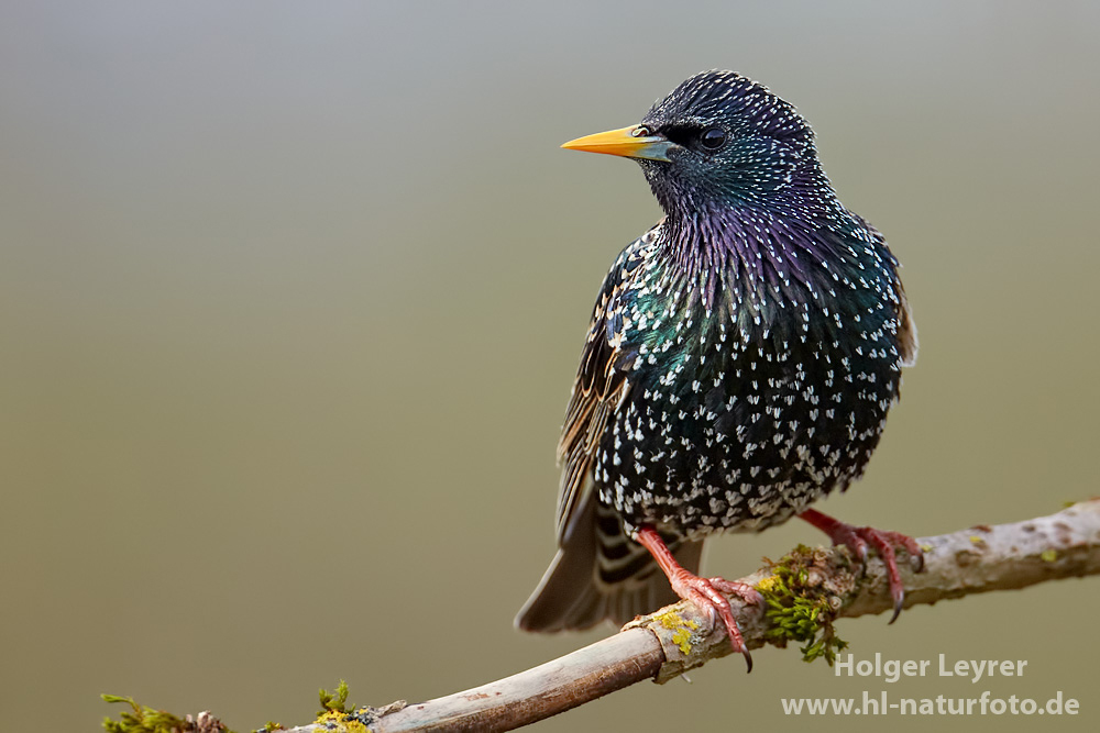 Sturnus_vulgaris_0060.jpg