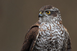 Eurasian Sparrowhawk Eurasian Sparrowhawk